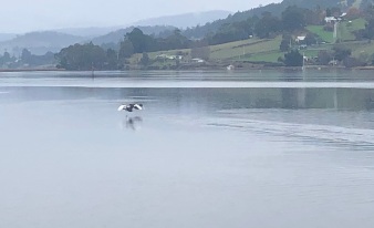 10 Swans take flight 2