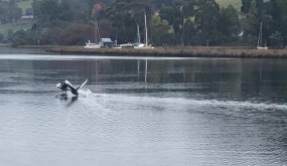 9 Swans take flight